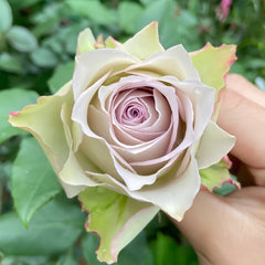 Lapis Veil Rose Plant | 青金石面纱 image 1