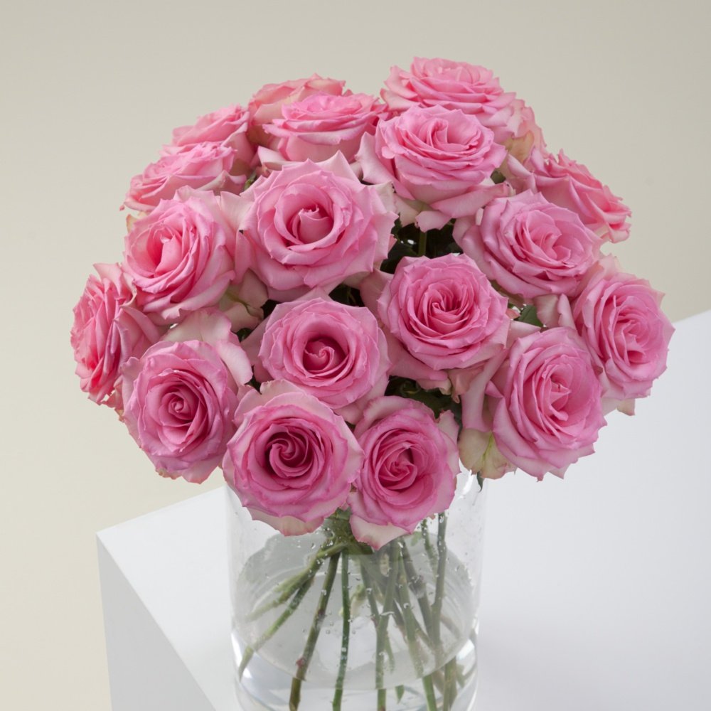 Sweet Unique Rose Plant｜红粉佳人 image 5