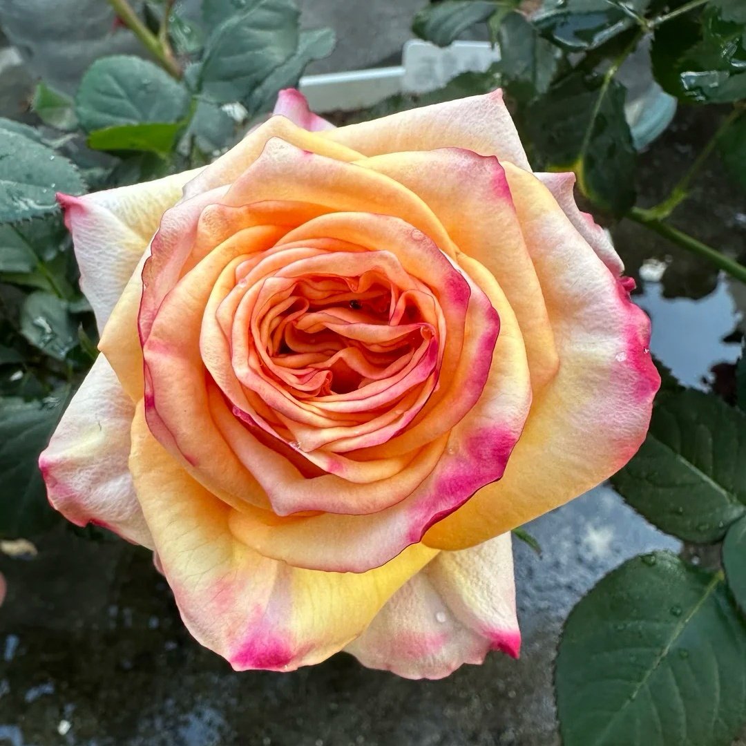 Apricot Queen Rose Plant｜杏色皇后 image 2