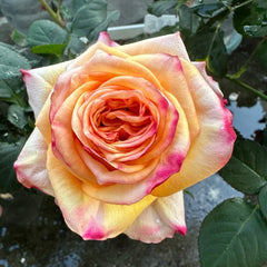 Apricot Queen Rose Plant｜杏色皇后 image 2