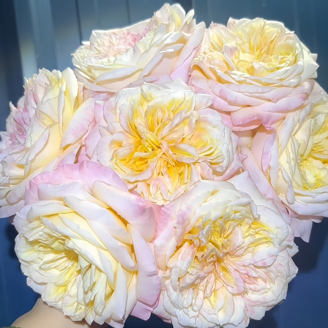Cream X-Pression Rose Plant｜奶油激情 image 5