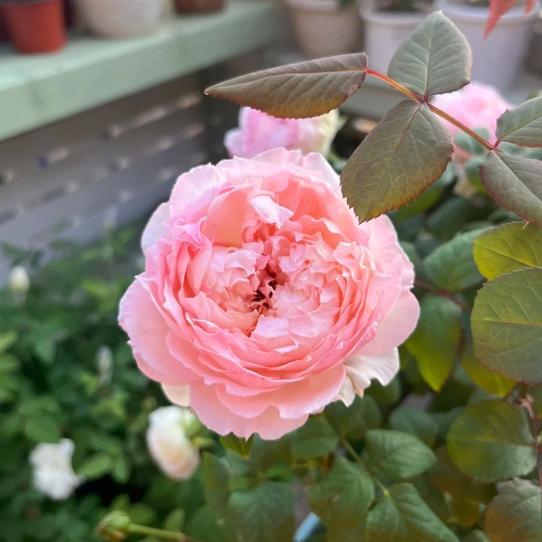 M-Perzik Rose Plant｜佩尔朱克 image 8