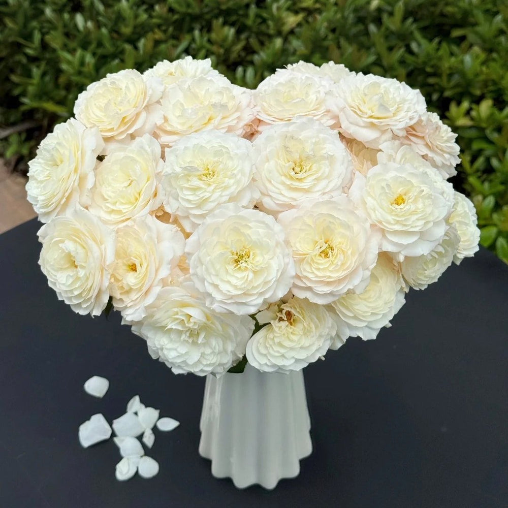 Jolie Fille Rose Plant|可爱少女 image 4