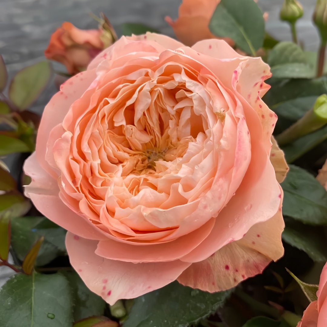 Sweet Harper Rose Plant | 甜蜜哈珀 image 0