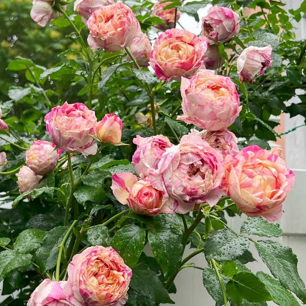 Edouard Manet Rose Plant|马奈 image 7