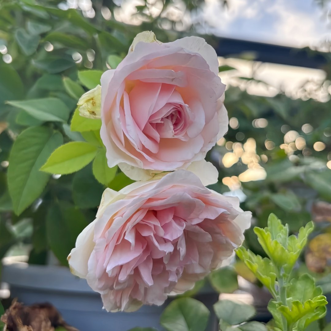 Violino Riche Rose Plant|风采小提琴 image 6