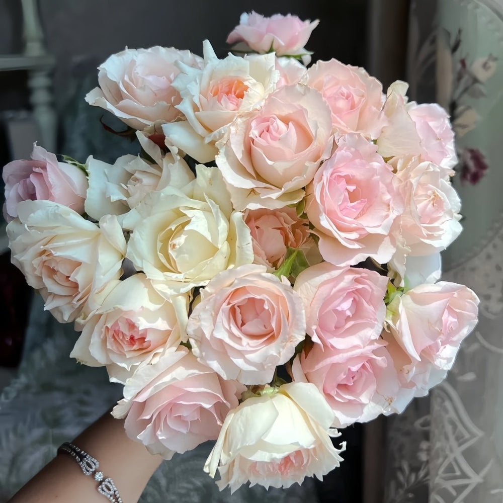 Nausica Rose Plant|娜乌西卡 image 4