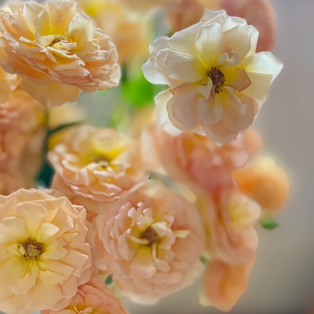 Tsukitohana Rose Plant|花月/月亮之花 image 4