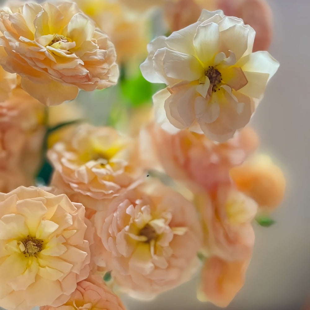 Tsukitohana Rose Plant|花月/月亮之花 image 4