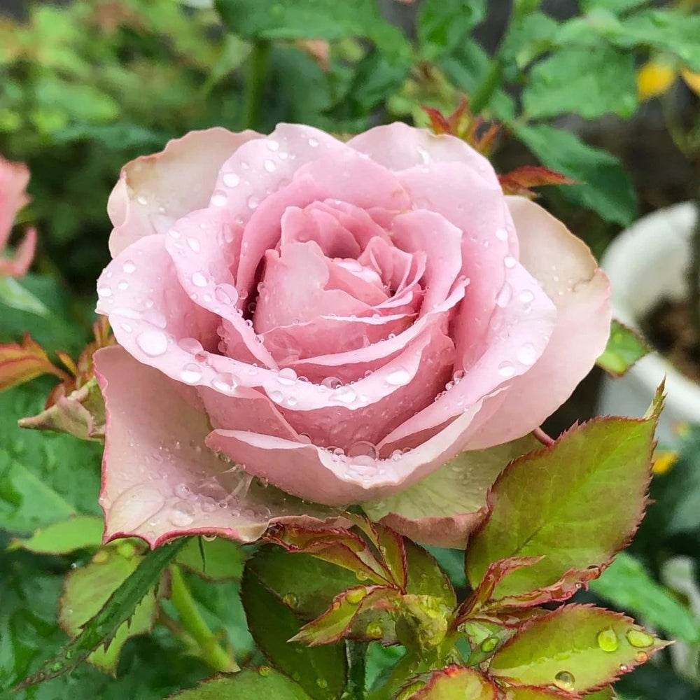 Montmartre Rose Plant｜蒙马特 image 6