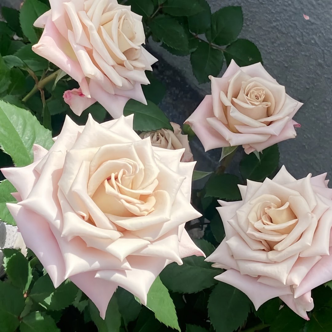 Menta Rose Plant | 曼塔 image 4