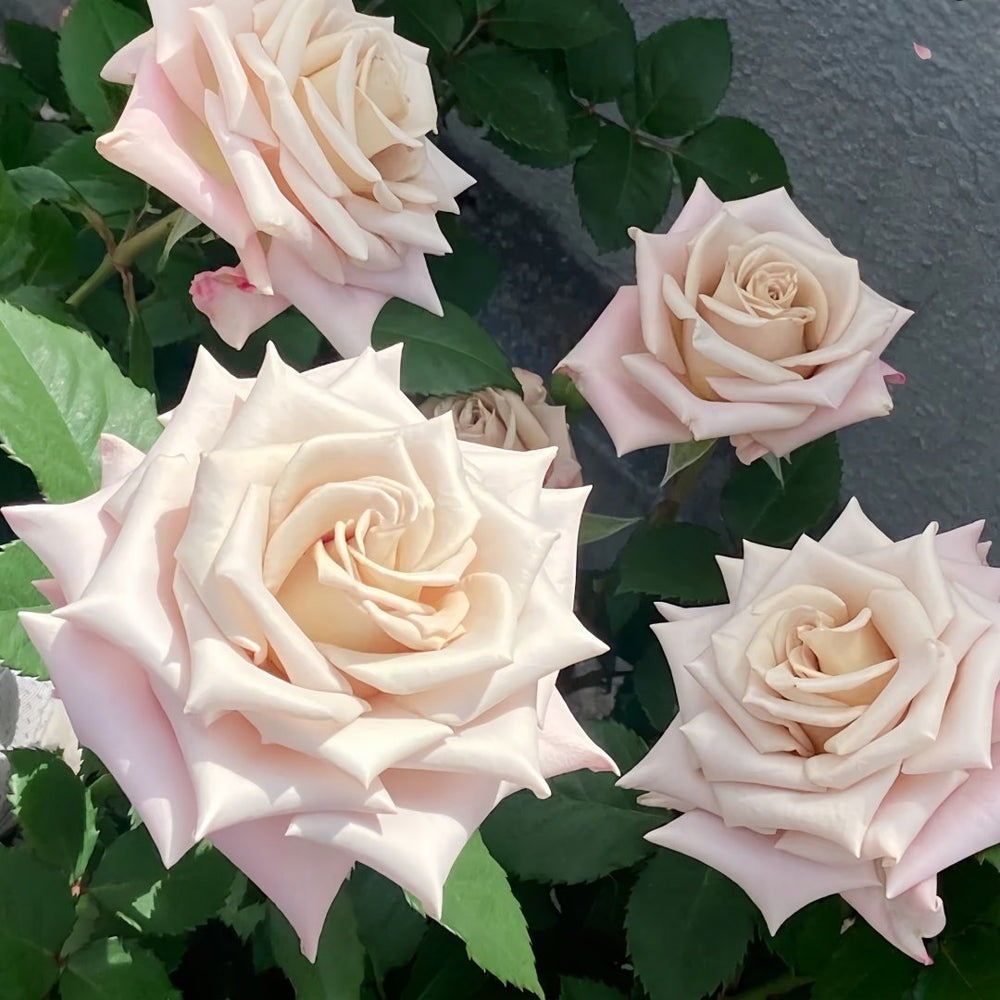 Menta Rose Plant | 曼塔 image 4