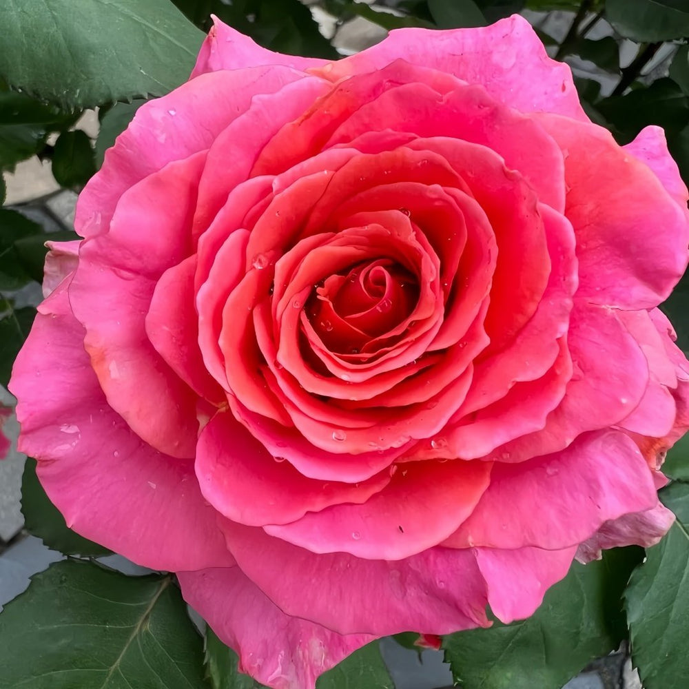 Briliant Rose Plant|辉煌 image 3
