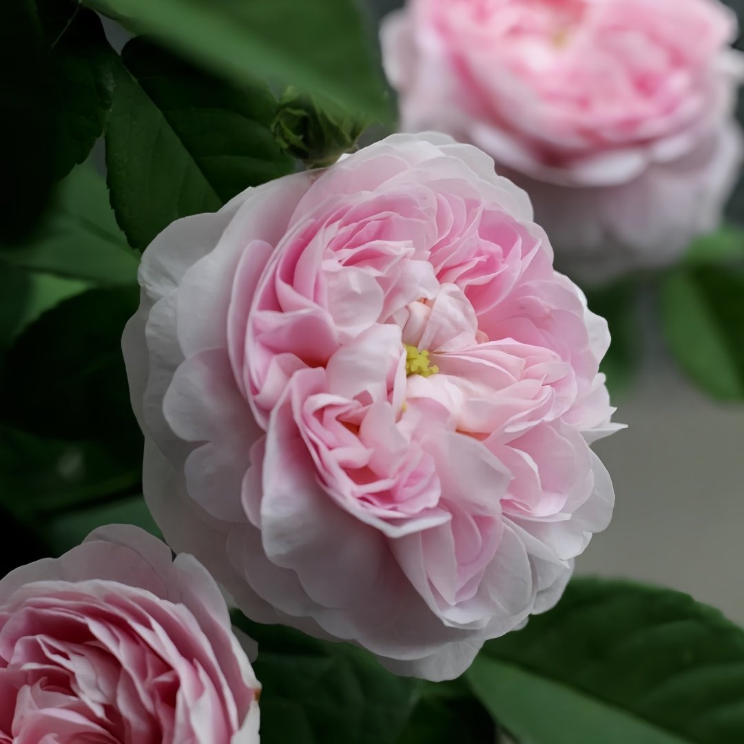 Duchesse de Montebello Rose Plant｜公爵夫人蒙特贝罗 image 4
