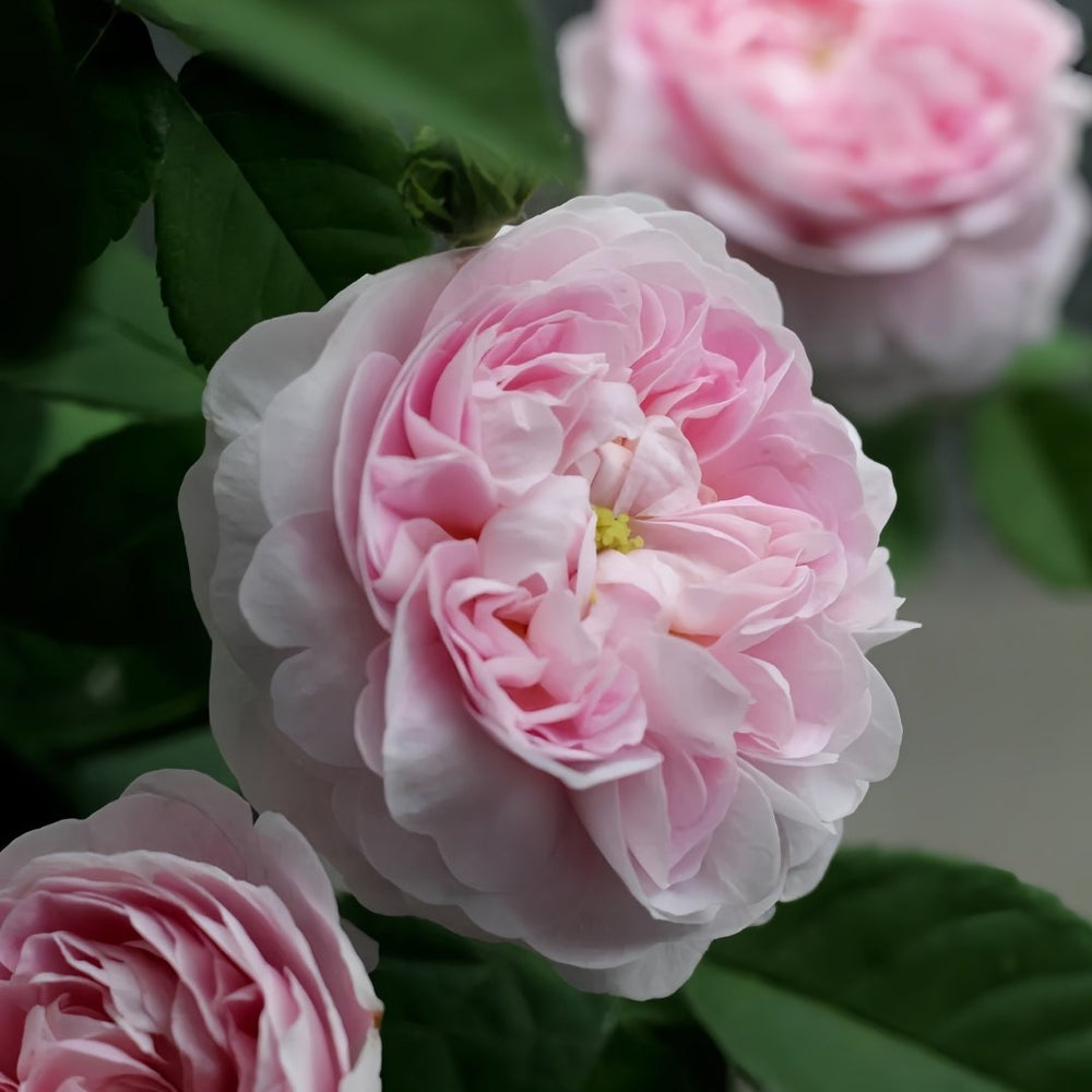 Duchesse de Montebello Rose Plant｜公爵夫人蒙特贝罗 image 4