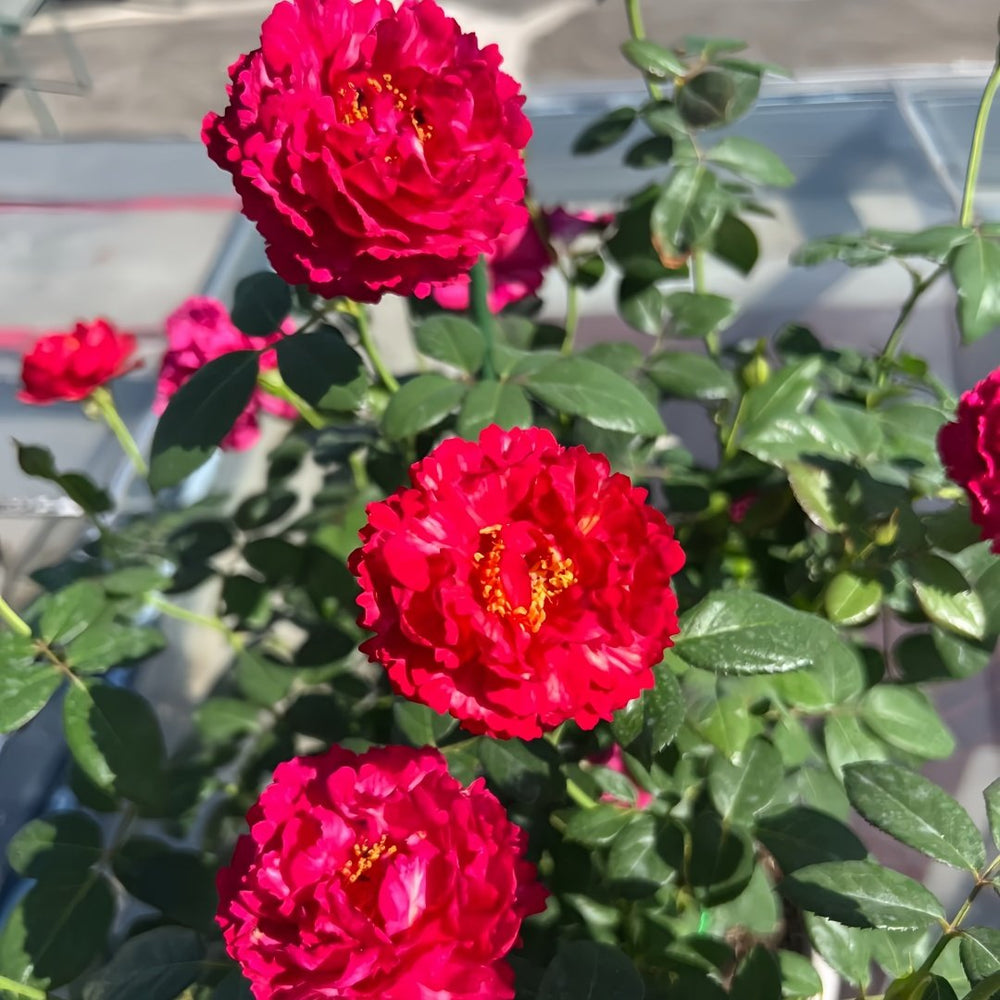 Ligare Rose Plant｜真彩230 image 7