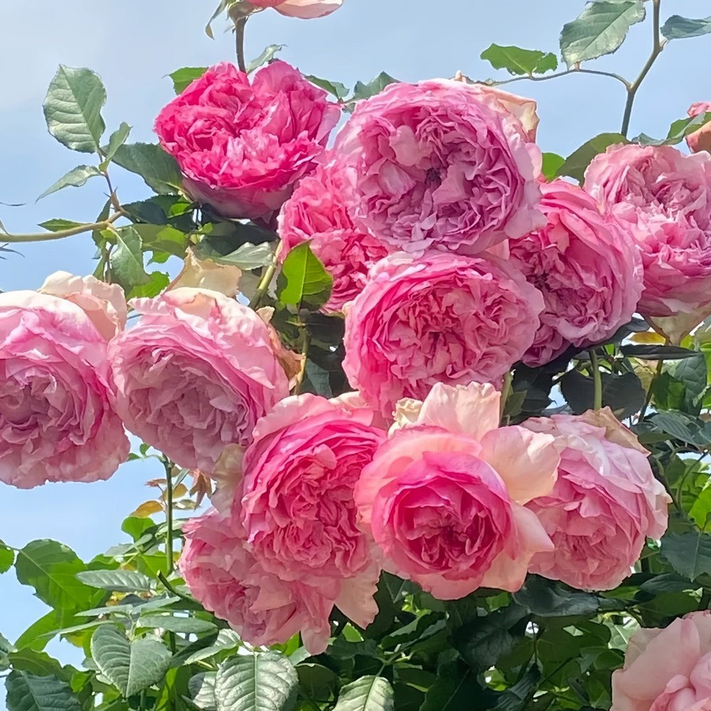Neo cherry shallow Rose Plant ｜新浅樱桃 image 9