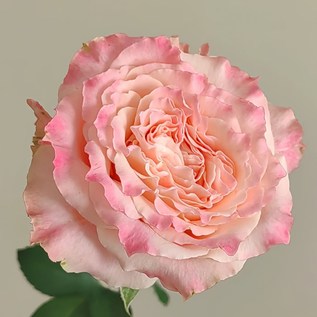 Taolesi Rose Plant|桃乐丝 image 6