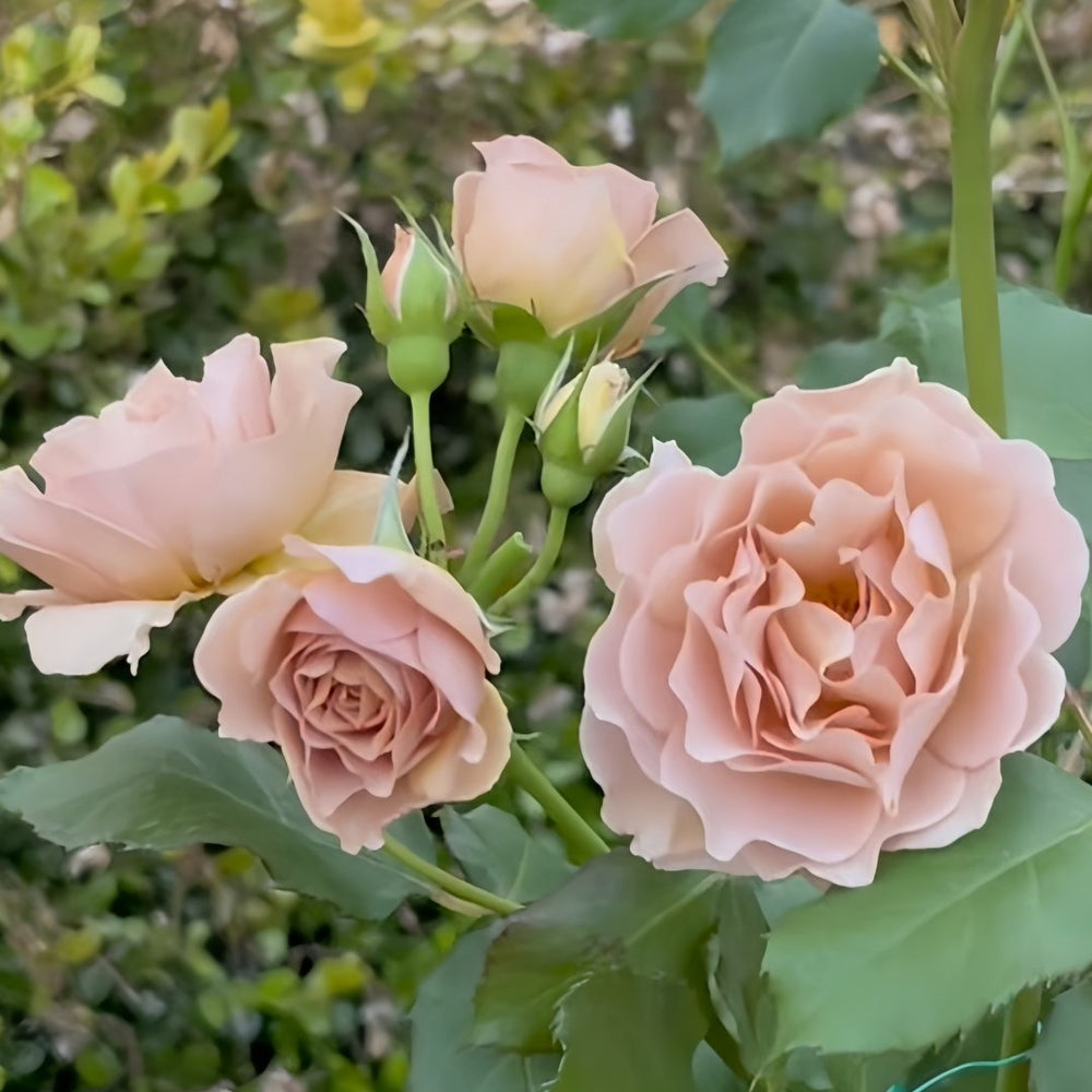 La broche Rose Plant|胸针/拉布罗什 image 3