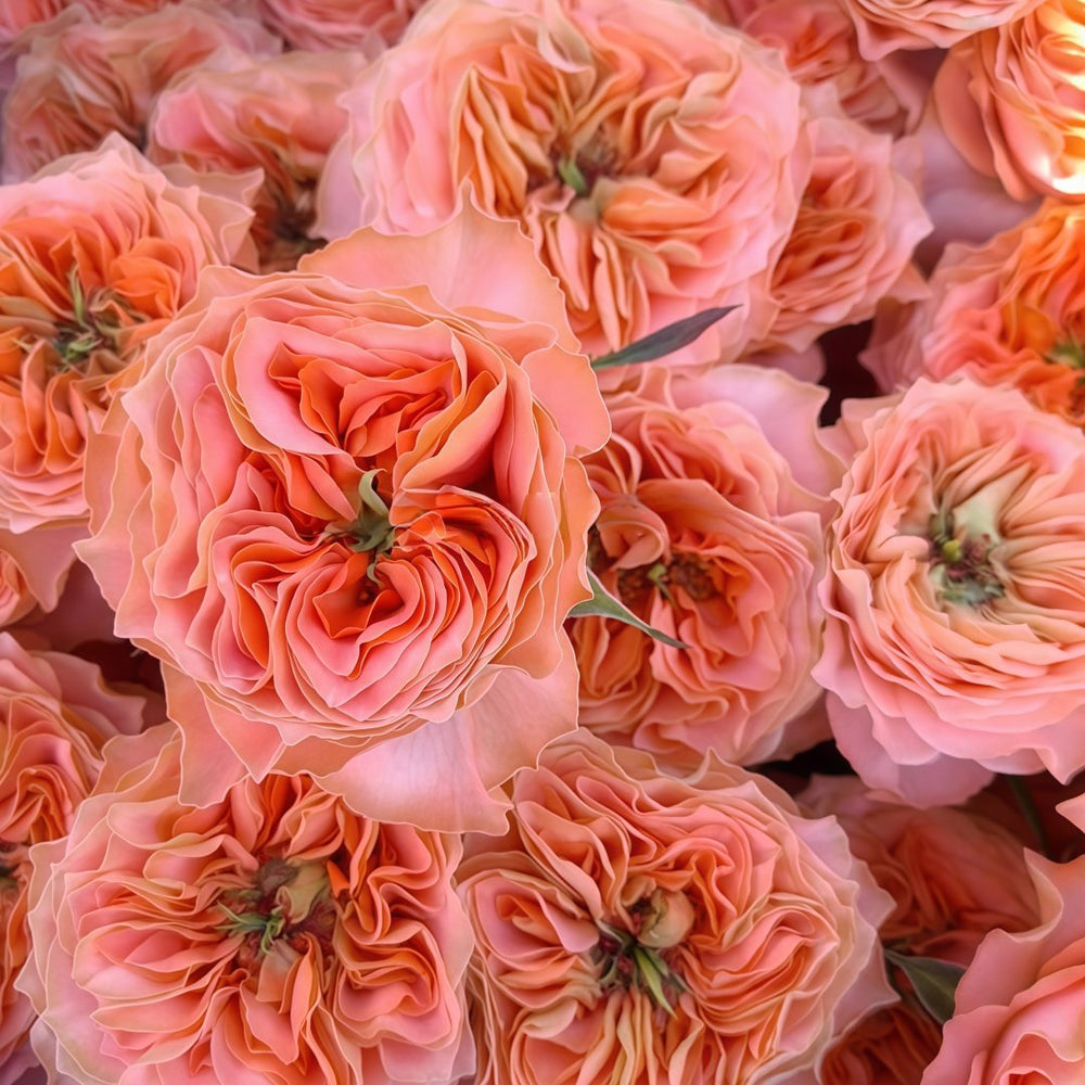 Living Coral Rose Plant |活力珊瑚 image 4