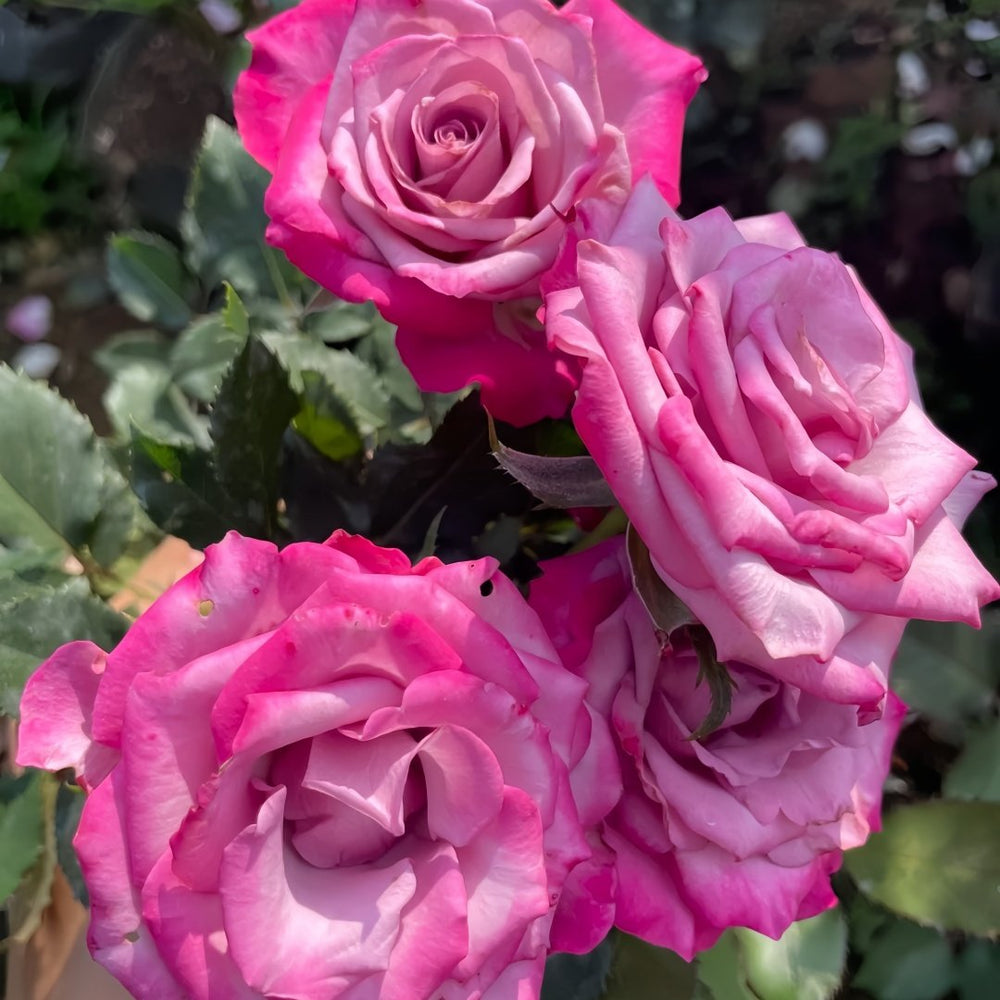 Deep Purple Rose Plant｜一片深紫 image 8