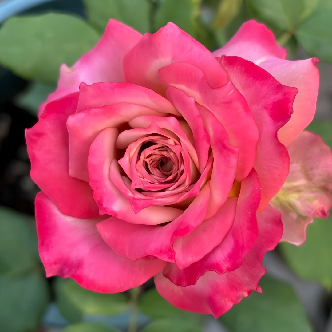 Thé nature Rose Plant|英伦节拍 image 8