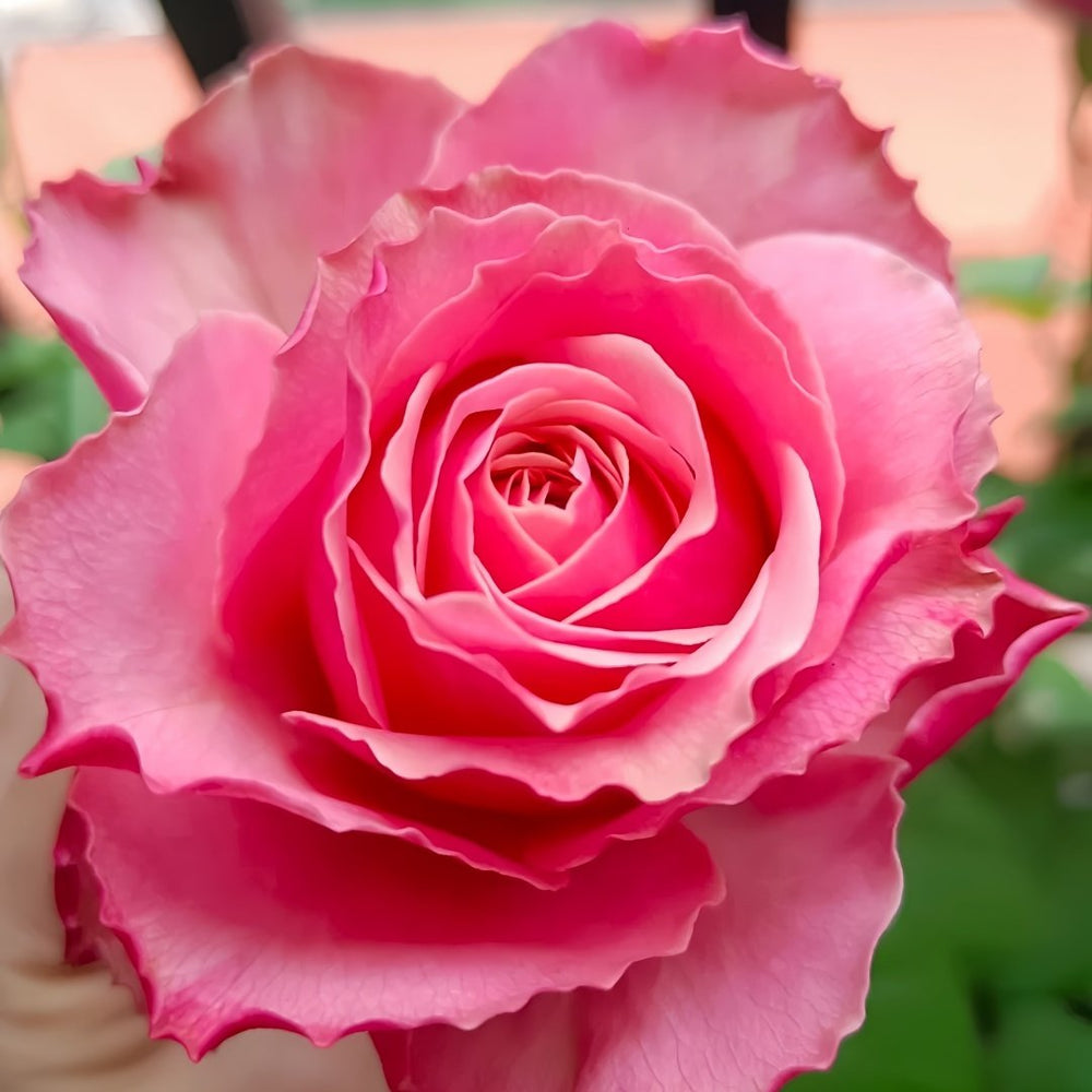 Belize Rose Plant｜伯利兹 image 2