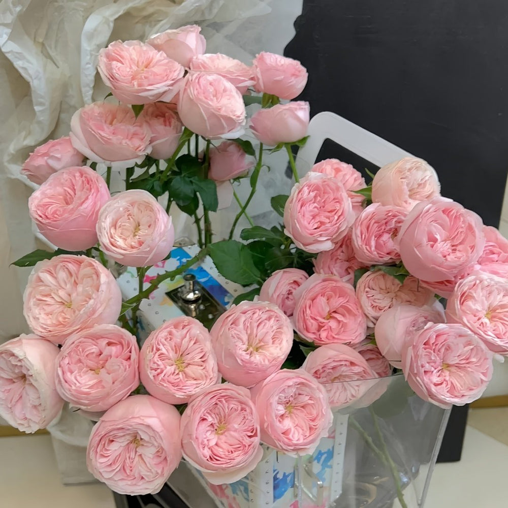 Mansfield Park Rose Plant｜曼斯菲尔德庄园 image 6