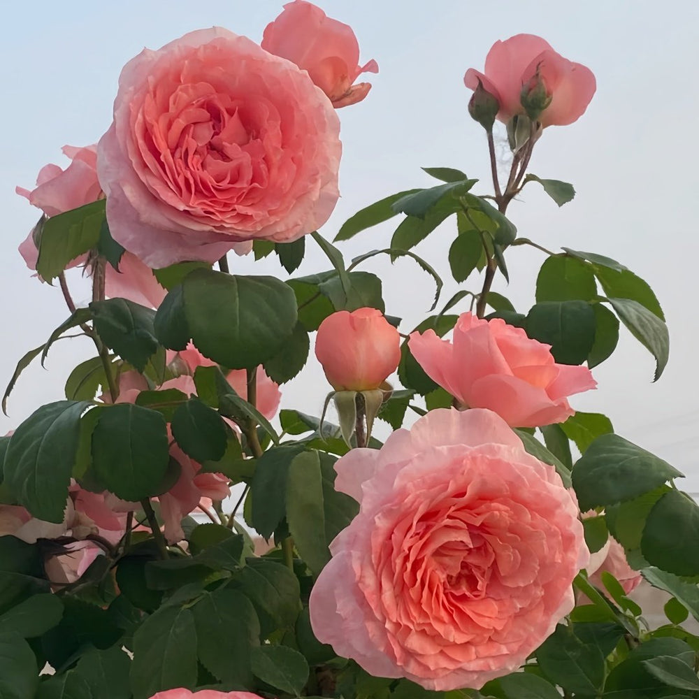 Salmanasar Rose Plant|萨尔曼莎 image 7