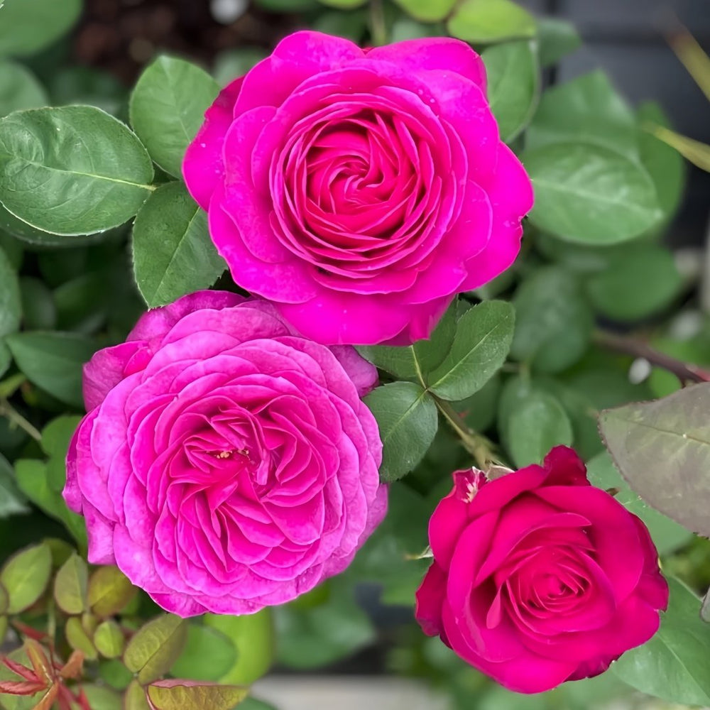 Heidi Klum Rose Plant｜海蒂克鲁姆 image 8