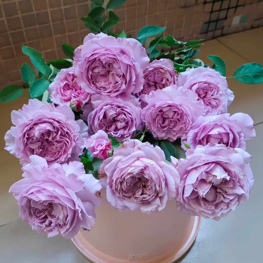 Lansiqiu Rose Plant｜蓝丝球 image 9
