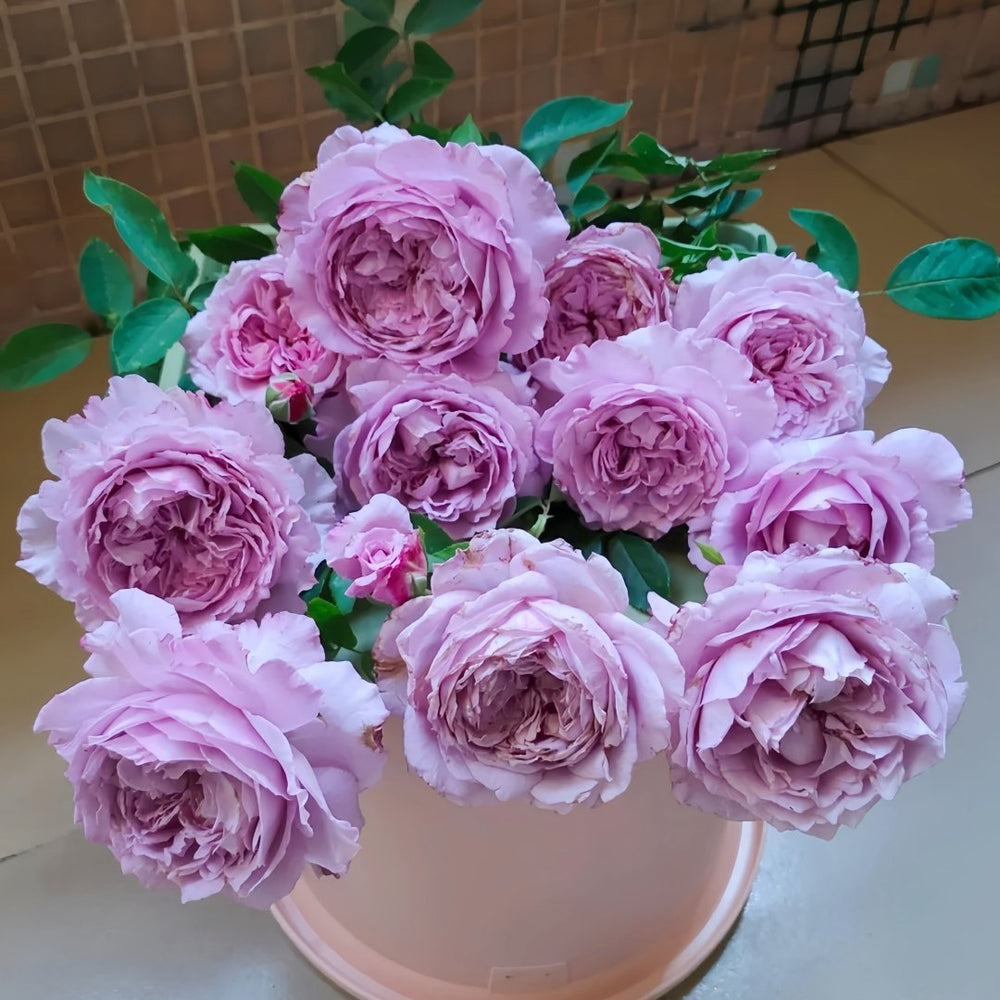 Lansiqiu Rose Plant｜蓝丝球 image 9