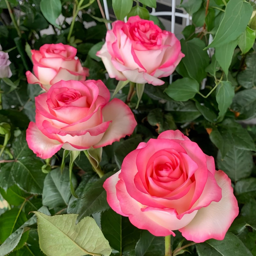 Jumilia Rose Plant｜艾莎 image 4