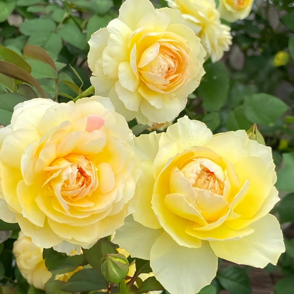 Kagerou Rose Plant｜蜉蝣 image 4