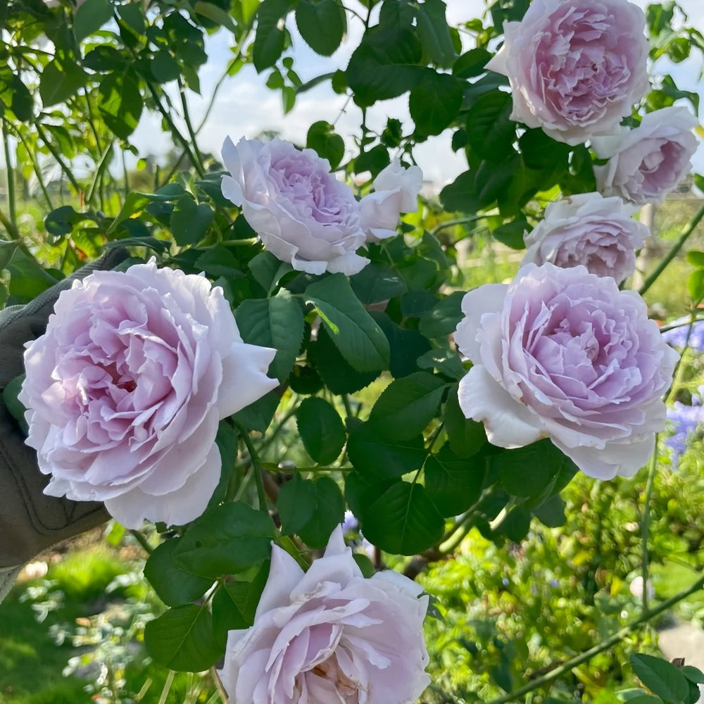 Yinyinqing Rose Plant｜隐隐青 image 6