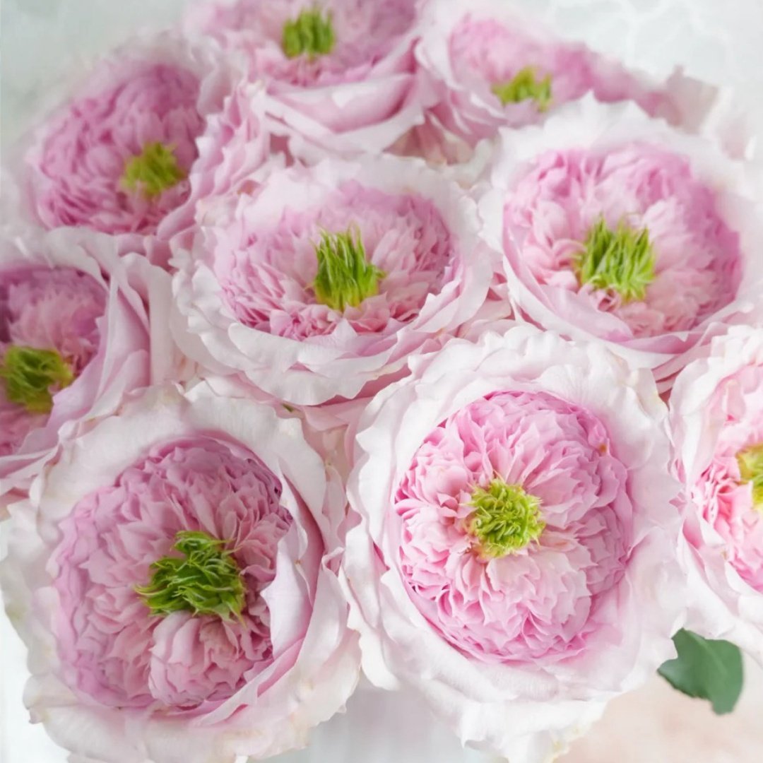 Serendipity Rose Plant | 机缘巧合 image 4