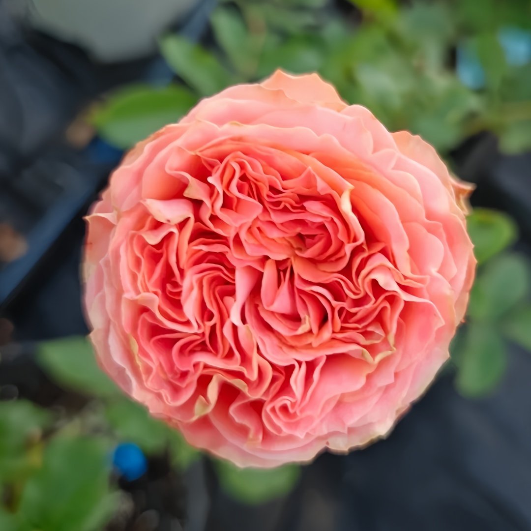 Garden City Rose Plant｜花园城市 image 3
