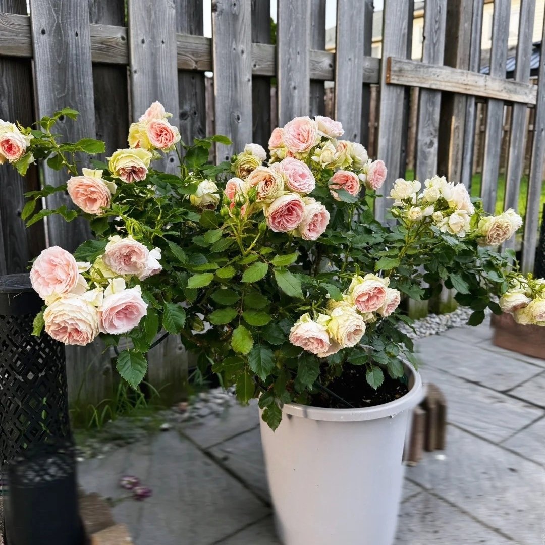 Pompom Verand Rose Plant｜门廊绒球 image 2