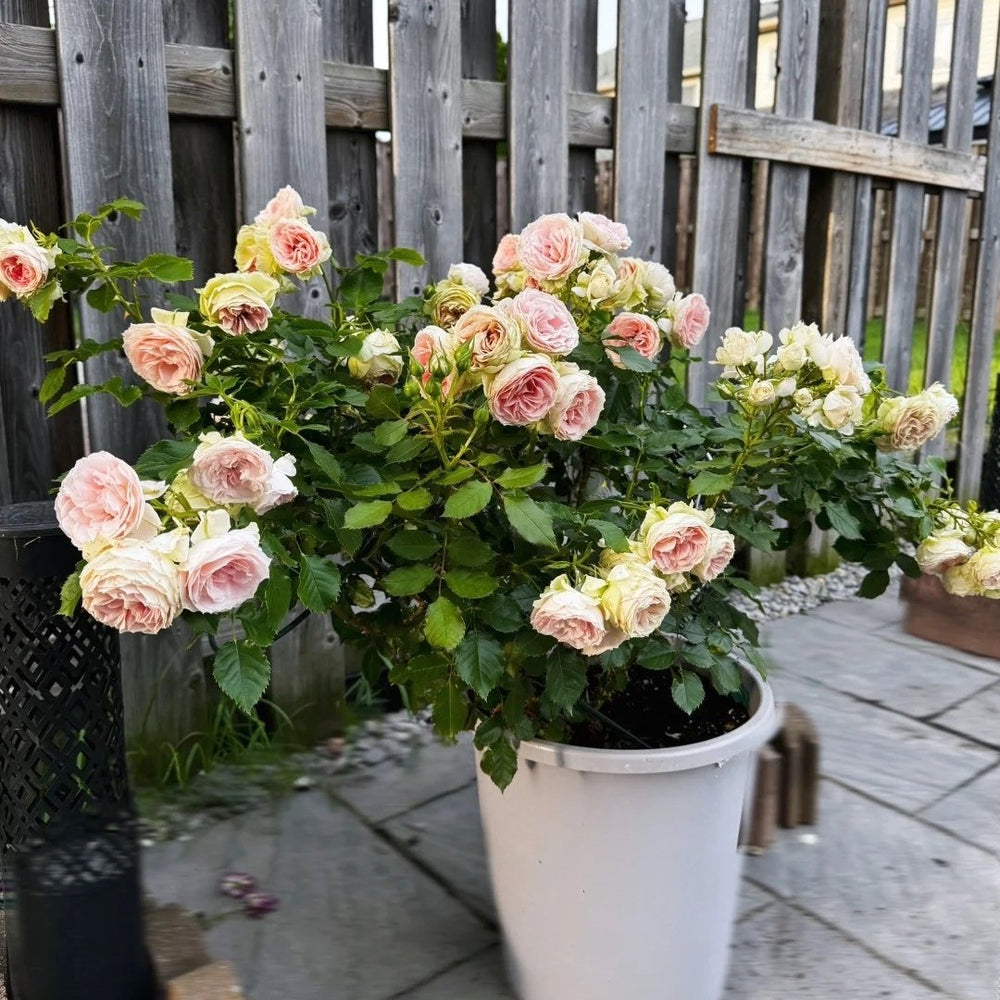 Pompom Verand Rose Plant｜门廊绒球 image 2