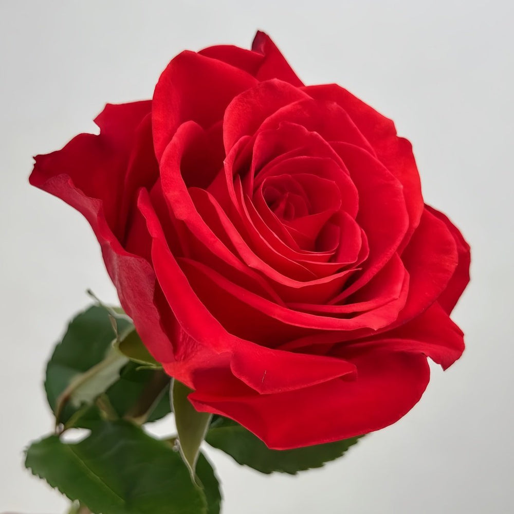 New Face Rose Plant|新面孔 image 7
