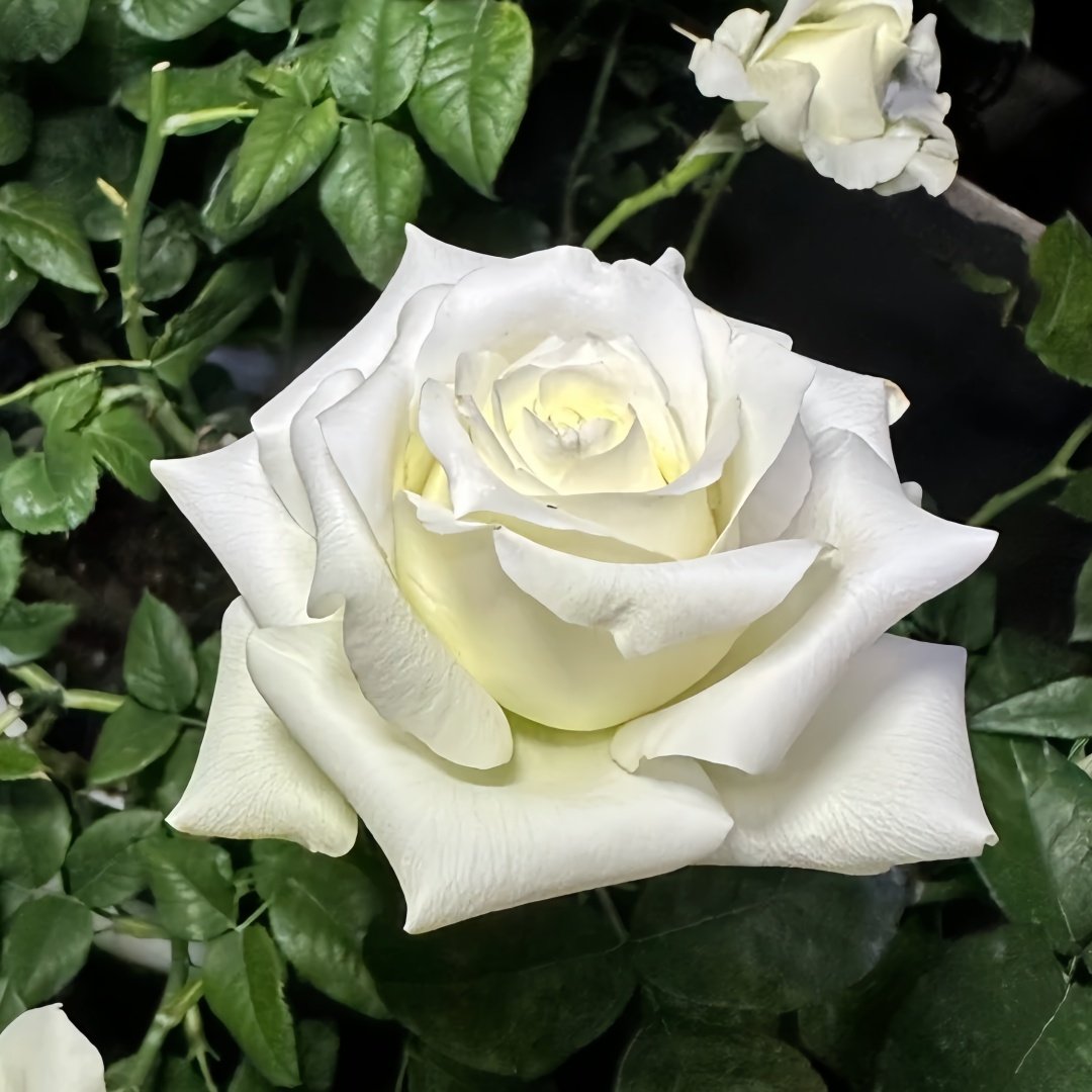 White Chocolate Rose Plant|白巧克力 image 2
