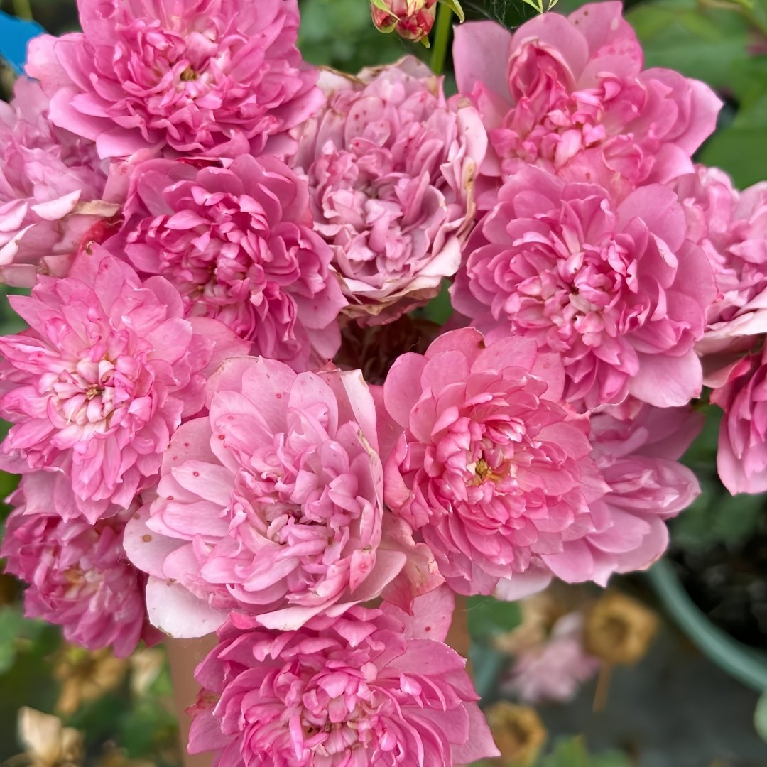 Nagi Rose Plant｜凪 image 0