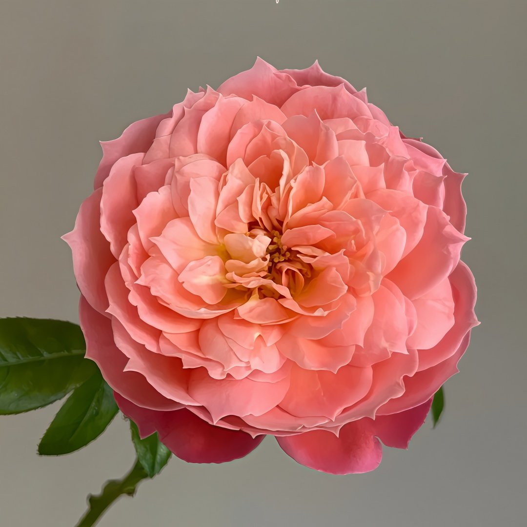 Queen of Hearts Rose Plant｜红桃女王 image 0