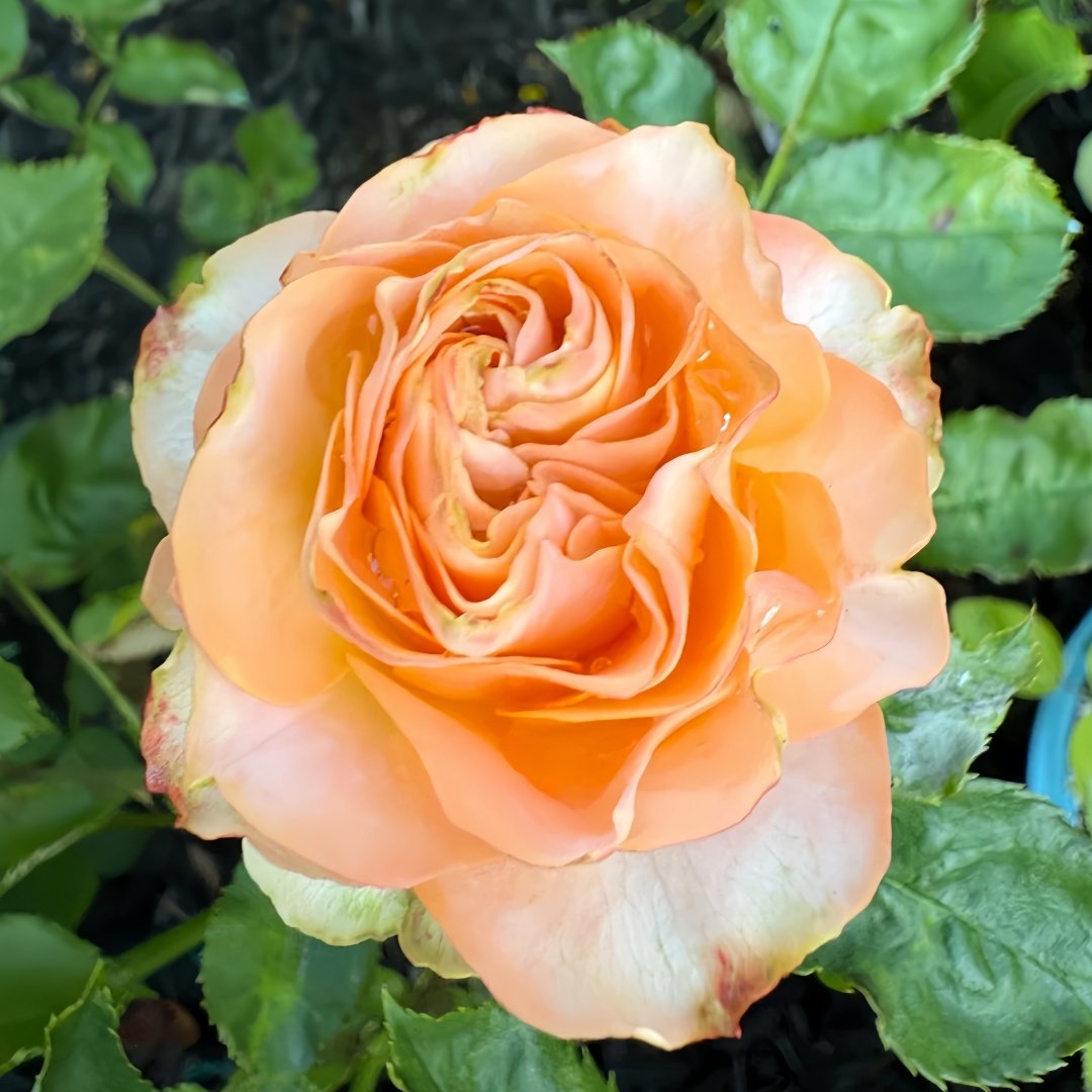 Living Coral Rose Plant |活力珊瑚 image 6