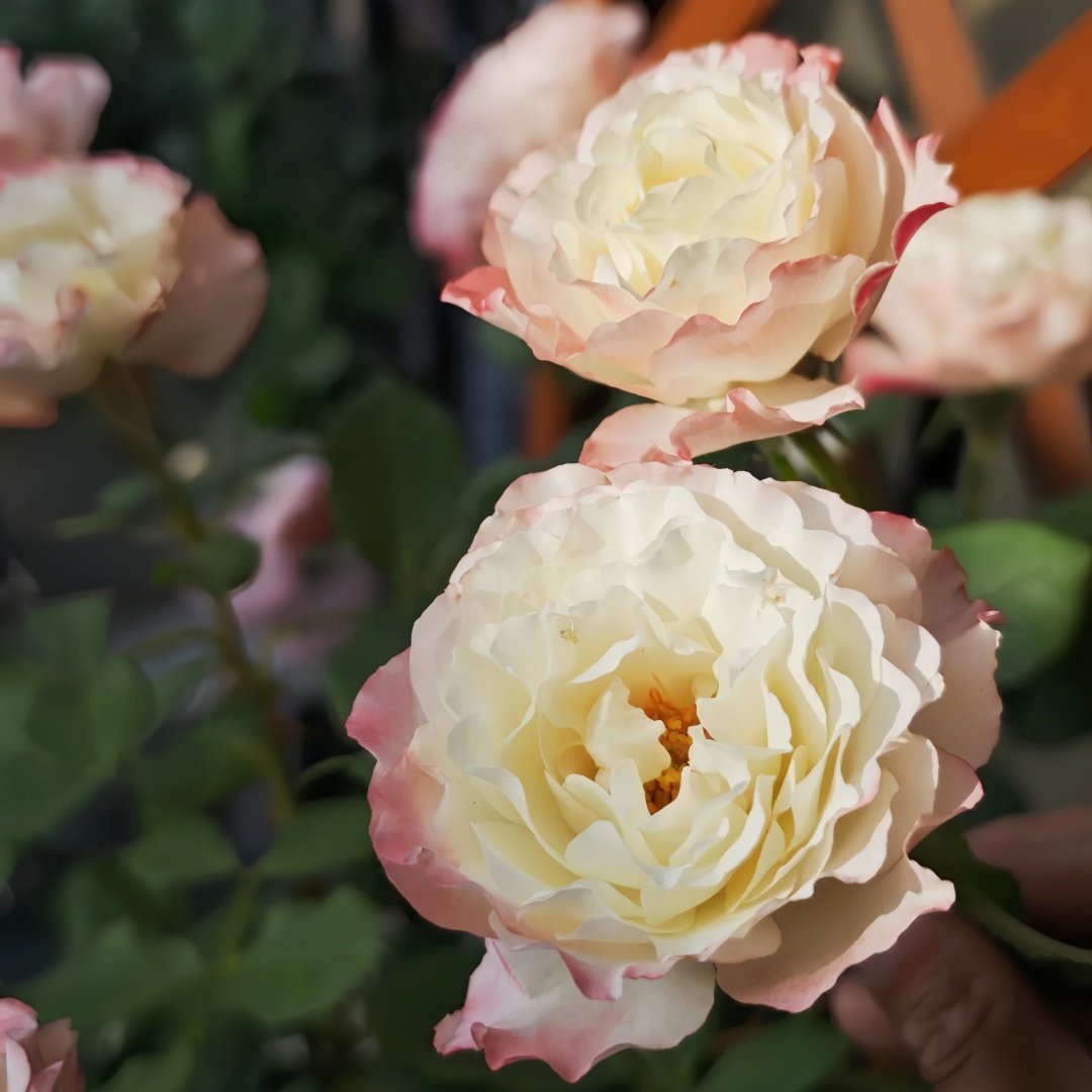 Carmagnole Rose Plant｜革命曲 image 5