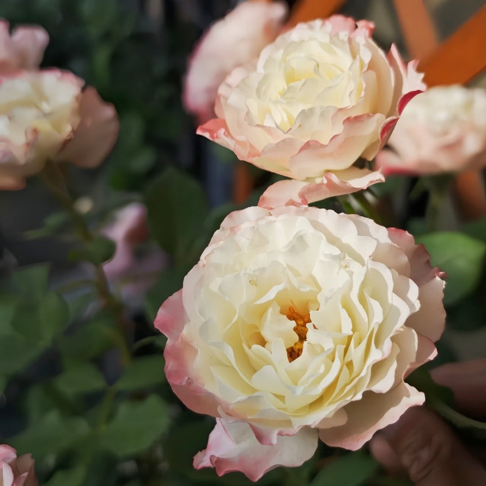 Carmagnole Rose Plant｜革命曲 image 5