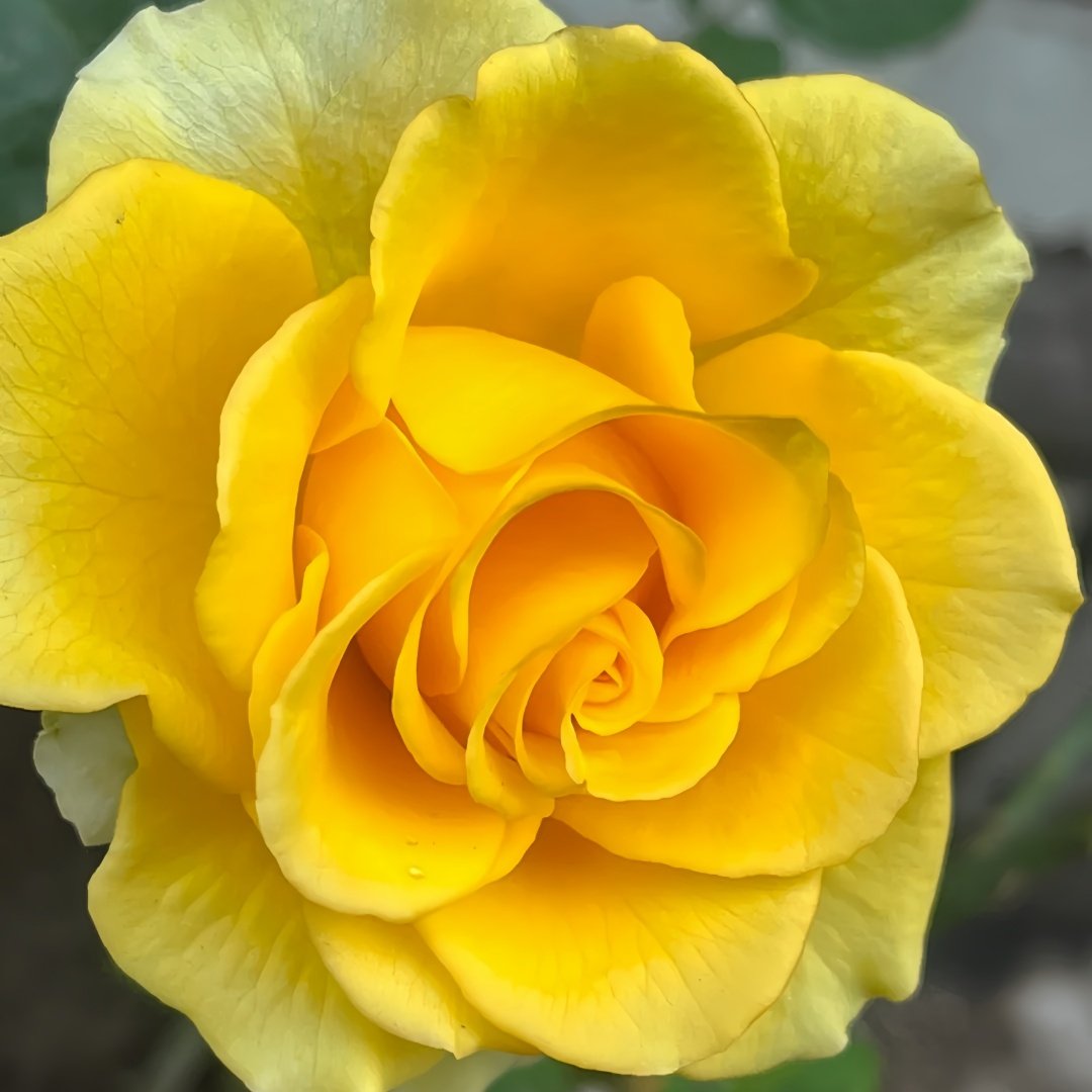 Shell Rose Plant｜贝壳 image 1