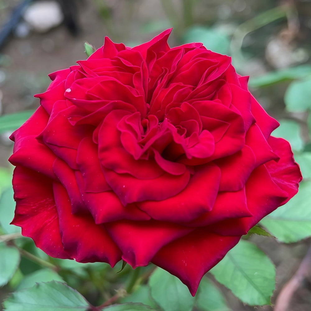 Lovett Rose Plant｜爱之花 image 5