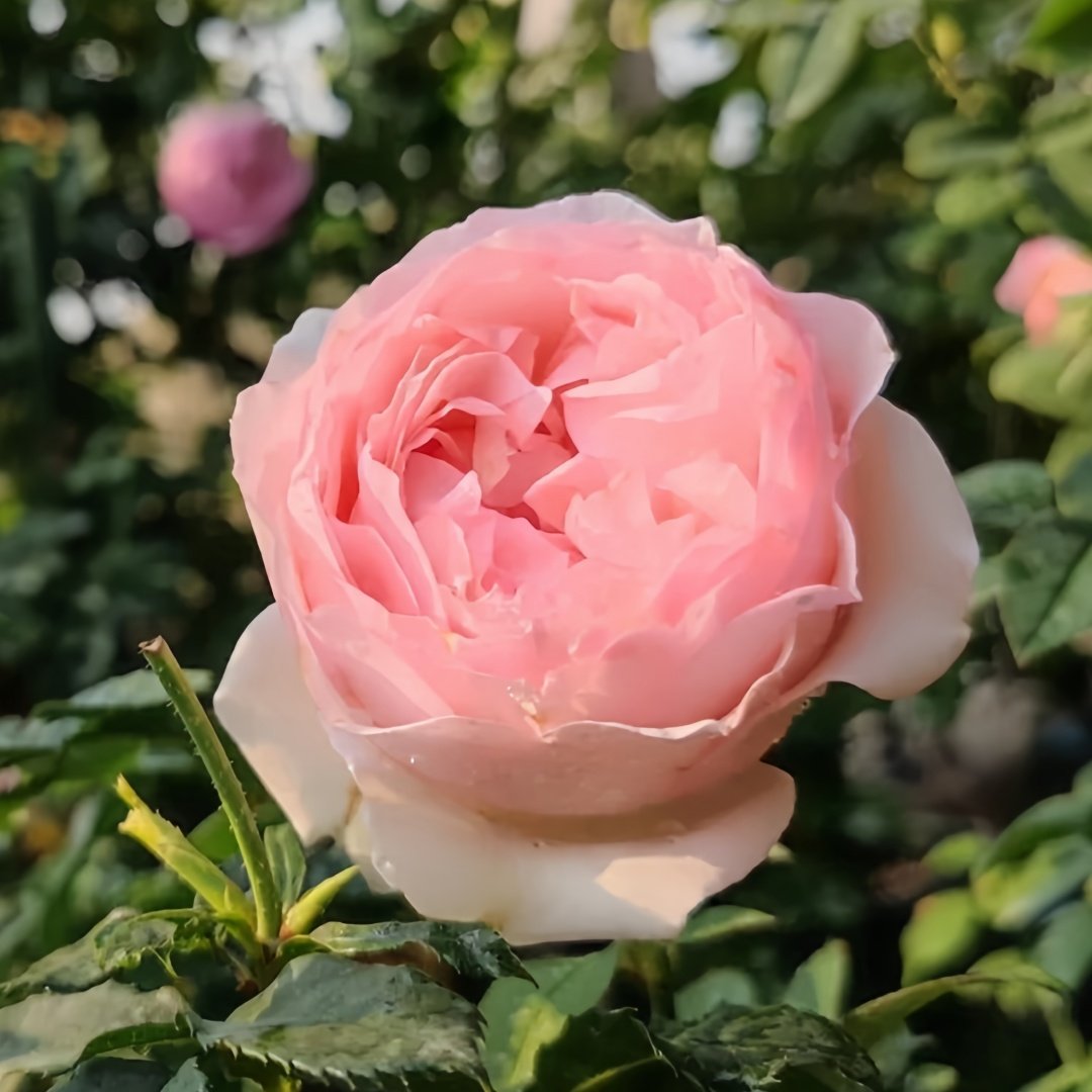 Violino Riche Rose Plant|风采小提琴 image 8