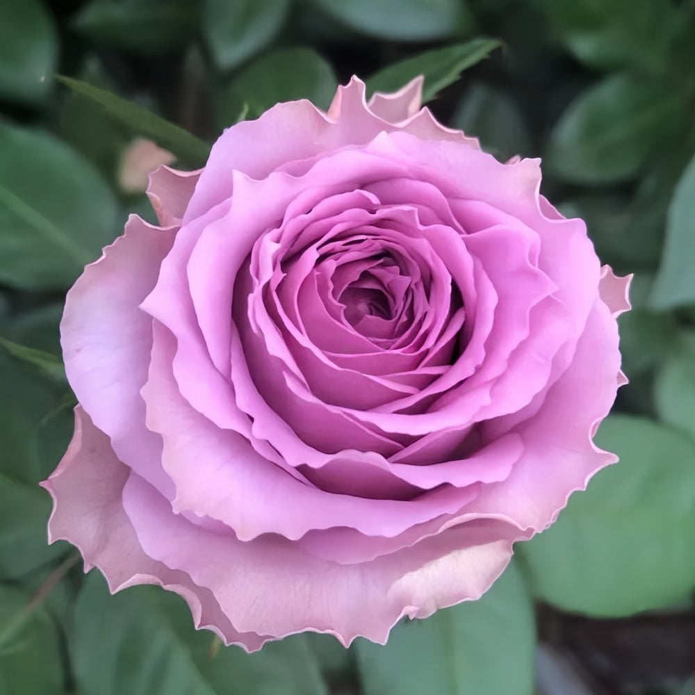 Country Spirit Song Rose Plant|乡村音乐 image 2